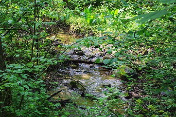 Image showing water in forest