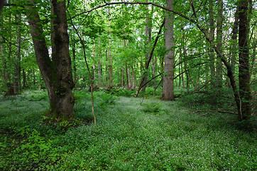 Image showing Flower in the forest