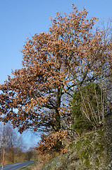 Image showing oald oak