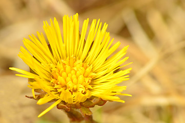 Image showing Coltsfoot, Tussilago farfara