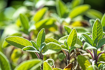 Image showing sage, Salvia officinalis