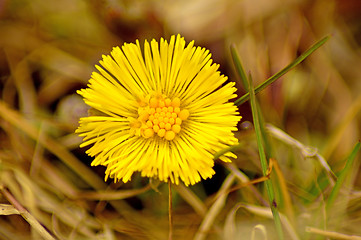 Image showing Coltsfoot, Tussilago farfara