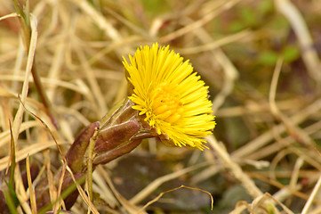 Image showing Coltsfoot, Tussilago farfara