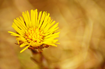 Image showing Coltsfoot, Tussilago farfara