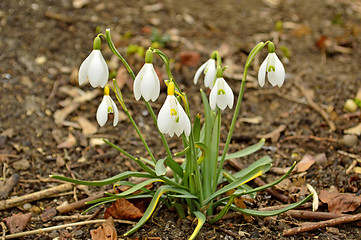 Image showing snowdrop, Galanthus nivalis