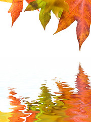 Image showing Autumn fall Leaves