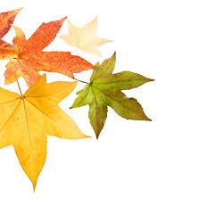 Image showing Autumn fall Leaves