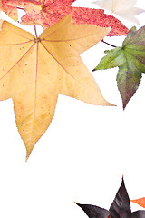 Image showing Autumn Fall Leaves