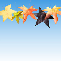 Image showing Autumn Fall Leaves