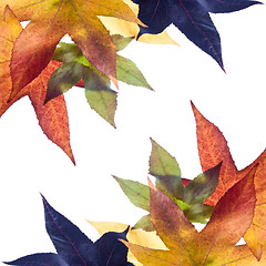 Image showing Autumn Fall Leaves