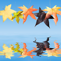 Image showing Autumn Fall Leaves