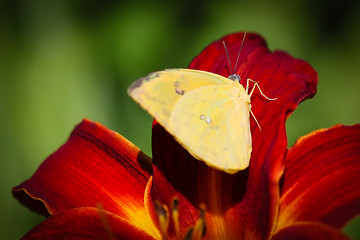 Image showing Cloudless Sulphur Phoebis Sennae