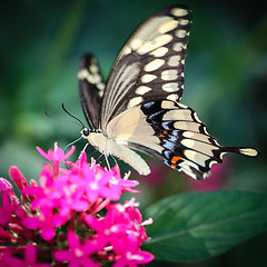 Image showing Giant Swallowtail Papilio Cresphontes