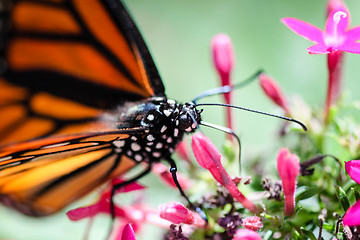 Image showing Monarch Danaus Plexippus