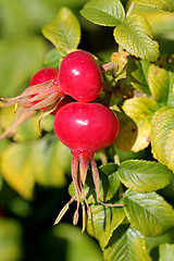 Image showing Rose Hips of Rosa Rugosa in Autumn
