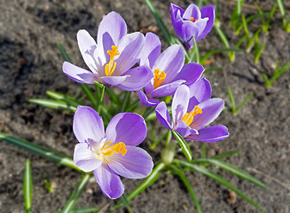 Image showing Purple Crocus.