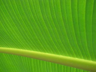 Image showing banana palm leaf green