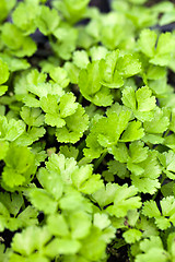 Image showing Celery Plants Closeup