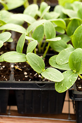 Image showing Cucumber Plant Seedlings