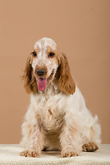 Image showing portrait of english cocker spaniel