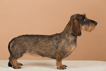 Image showing female portrait of brown dachshund