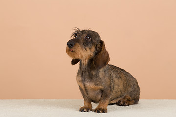Image showing female portrait of brown dachshund