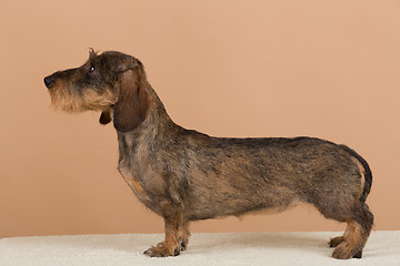 Image showing female portrait of brown dachshund