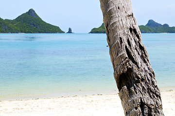 Image showing asia kho phangan   tree  rocks in thailand  south  