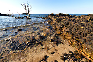 Image showing  dead tree andilana beach seaweed in indian and rock 