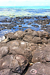 Image showing the zanzibar beach  seaweed in indian  