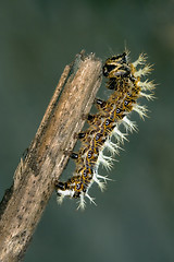 Image showing Papilionidae in a green hairy