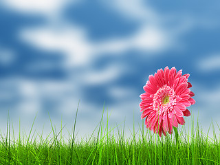 Image showing Conceptual pink flower in green grass