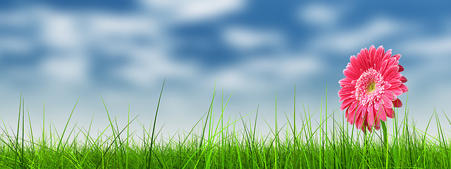 Image showing Conceptual pink flower in green grass banner