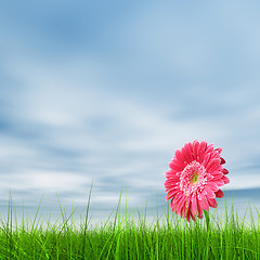 Image showing Conceptual pink flower in green grass