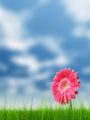 Image showing Conceptual pink flower in green grass