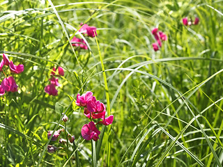 Image showing Flowering tuberous pea among meadow grasses