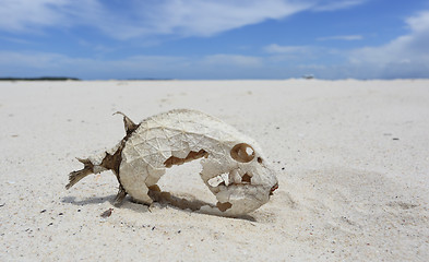 Image showing Fish skeleton with preserved scales