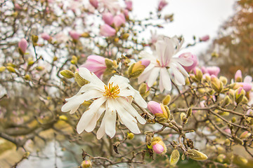 Image showing Blossoming of magnolia flowers in spring time