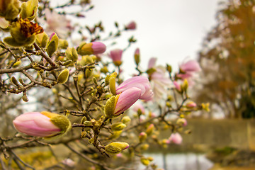 Image showing Blossoming of magnolia flowers in spring time