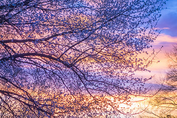 Image showing Beautiful landscape image with trees silhouette at sunset in spr