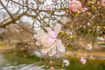 Image showing Blossoming of magnolia flowers in spring time