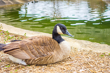 Image showing goose sitting and resting near a small lake