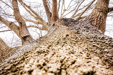 Image showing looking up a massive oak tree trunk