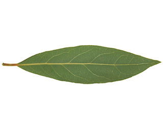 Image showing Laurel Bay tree leaf isolated