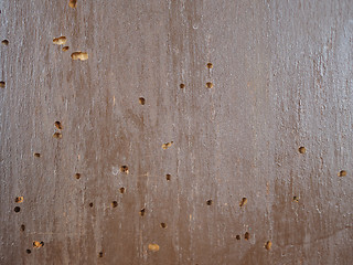 Image showing Wood damaged by furniture beetle