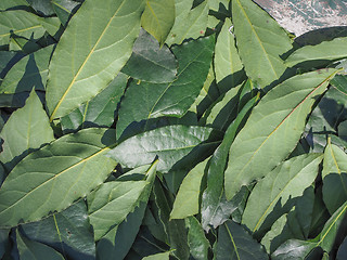 Image showing Bay tree leaf