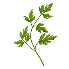 Image showing Parsley aka cilantro isolated