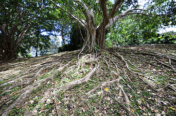 Image showing Big tree root