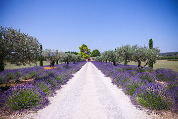 Image showing Lavander garden