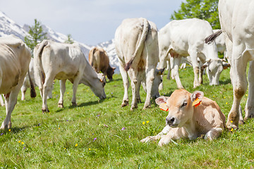 Image showing Free calf on Italian Alps
